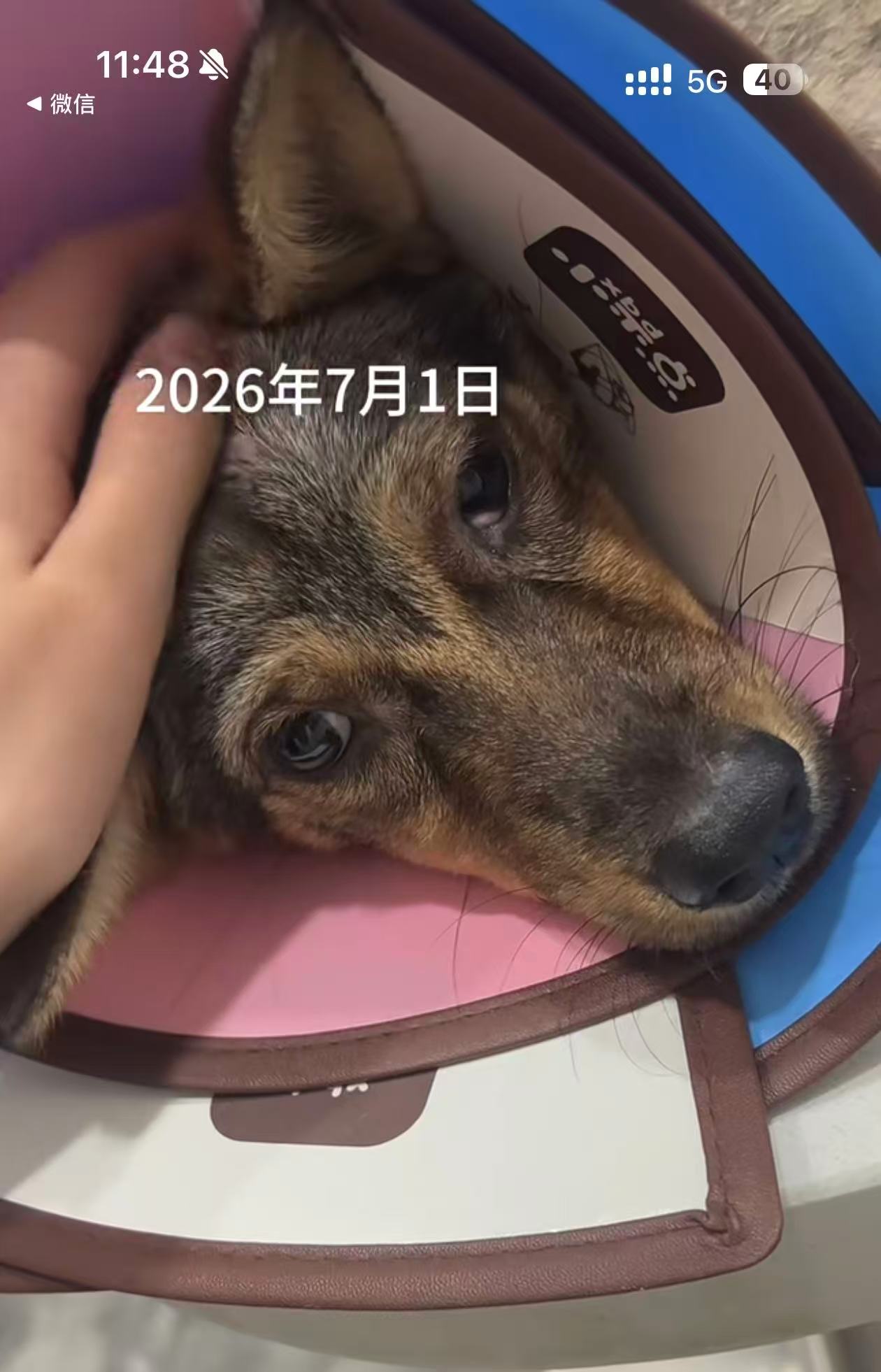 壮壮 - 救助当天 2026-07-01